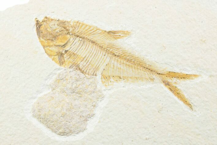 Detailed Fossil Fish (Diplomystus) With Coprolite - Wyoming #361089